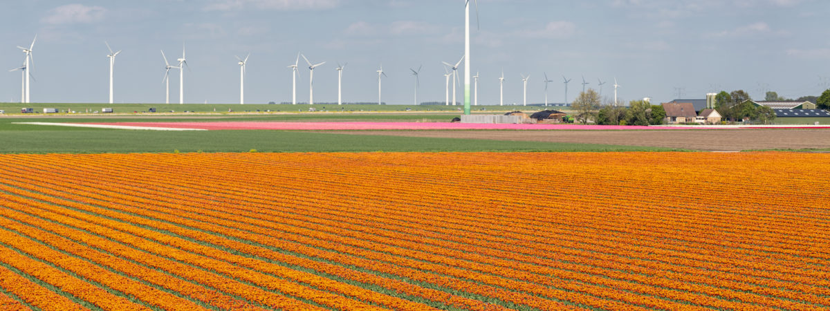 Dutch tulip field along freeway A6 between Lelystad and Emmeloord