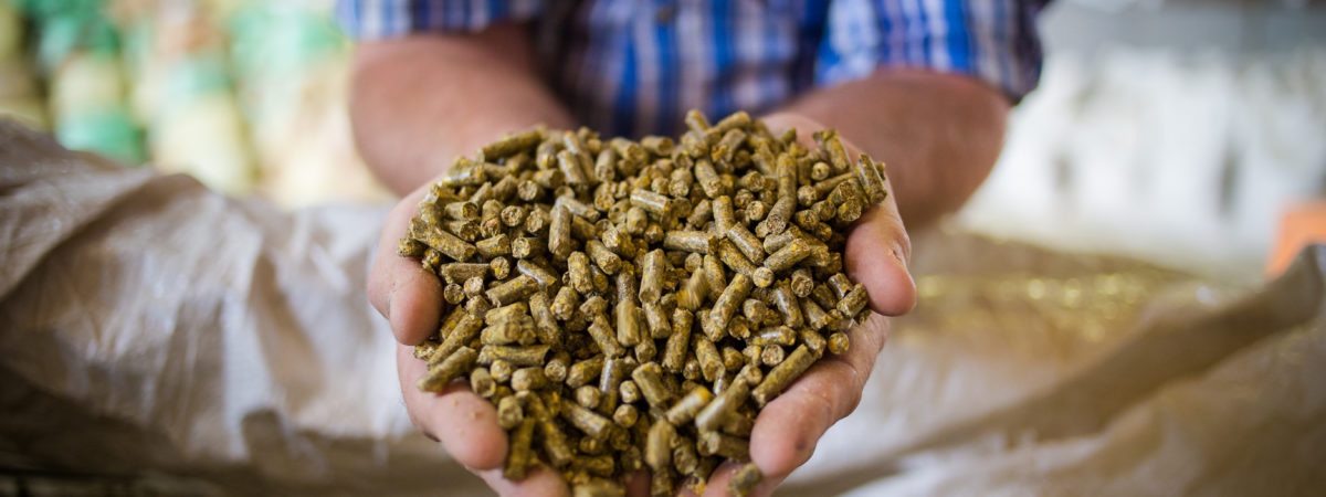 Close up image of hands holding animal feed at a stock yard