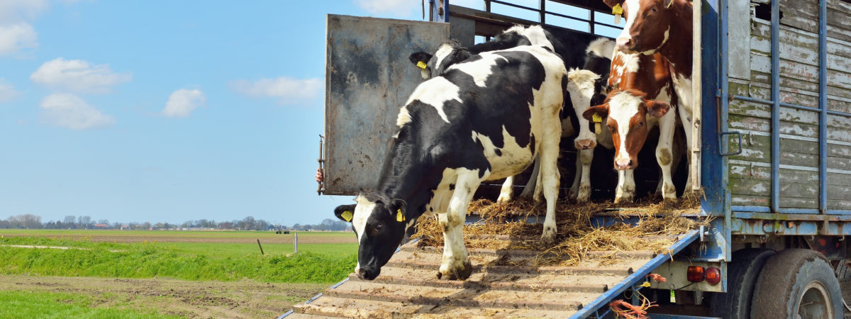 cattle of cows on transport to meadow